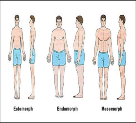 Tạng người Ecto - Endo - Meso là gì?